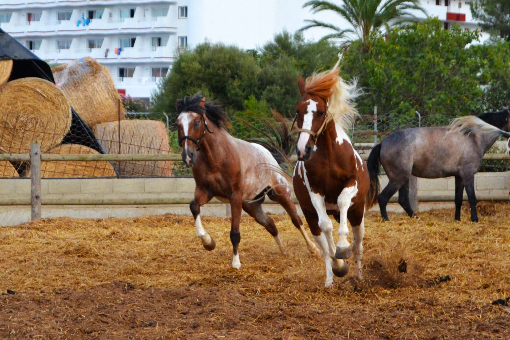 16 Things To Do In Alcudia, Mallorca (Ranxo Se Roques horse riding) - One Epic Road Trip