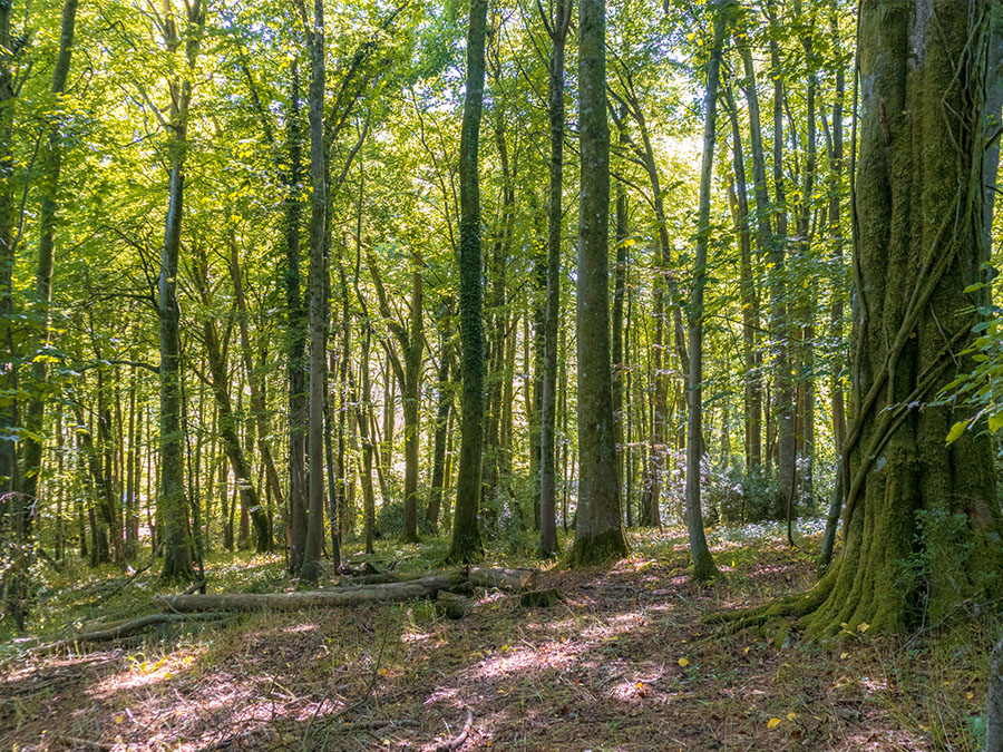 trails at wytch wood- one epic road trip blog