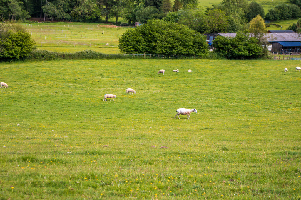 Blackmore farm somerset