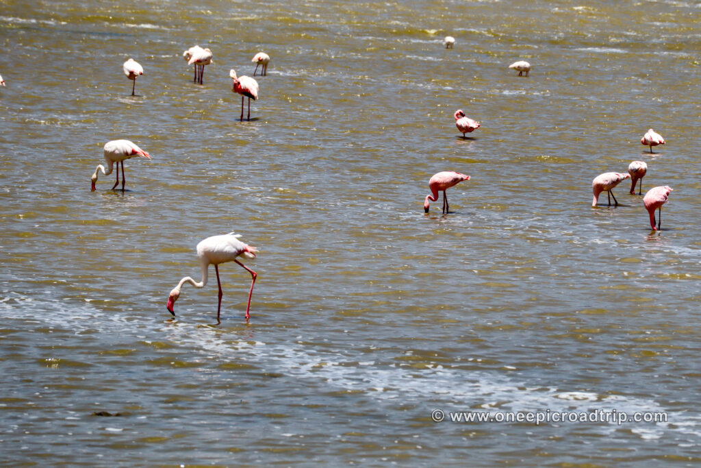 Flamingos at Lake Magodi - One Epic Road Trip Blog