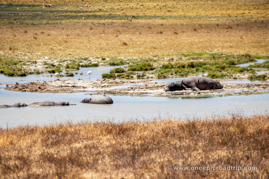 Hippos of the Crater - One Epic Road Trip Blog