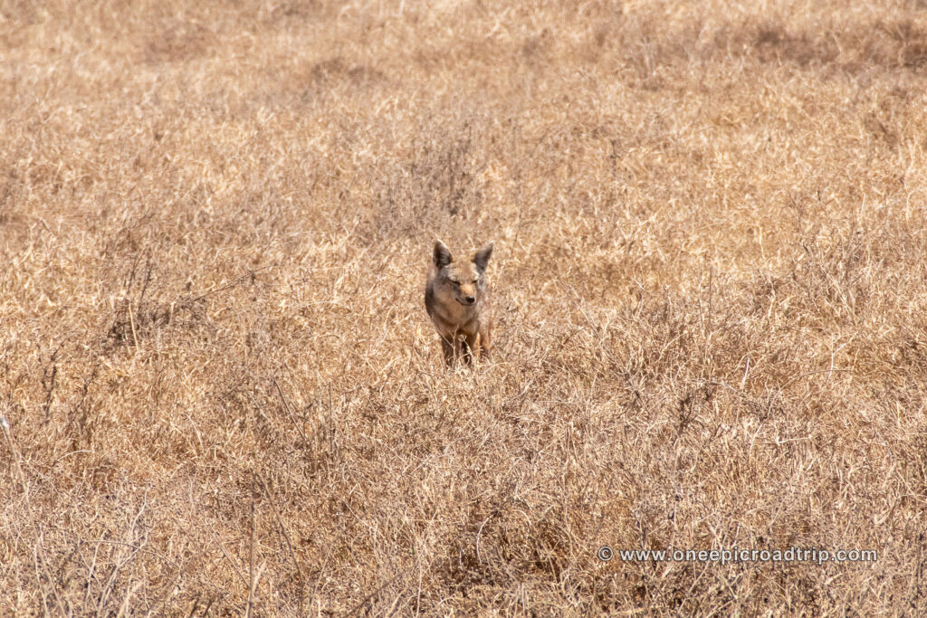 Jackal on the hunt in the Ngorongoro Crater