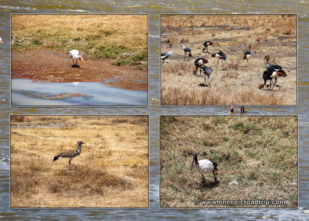 birds of the crater - One Epic Road Trip Blog