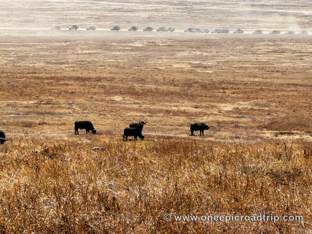 buffalos of the ngorongoro crater - one epic road trip blog