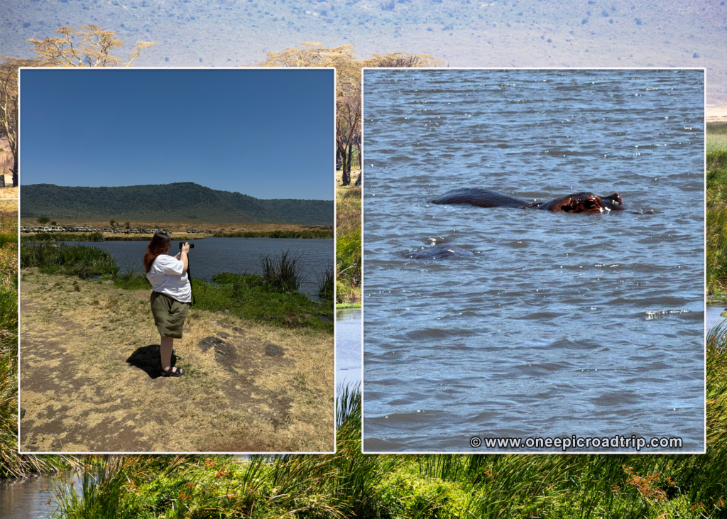 hippos spotting at the crater -one epic road trip blog