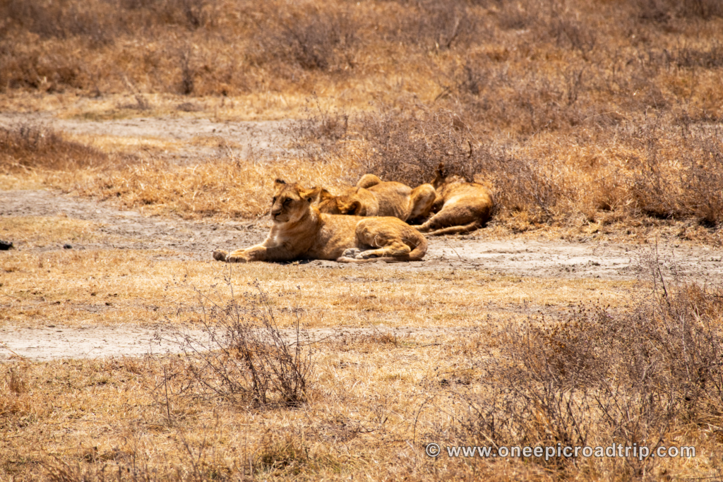 lion cubs in the Ngorongoro crater - One Epic Road Trip Blog