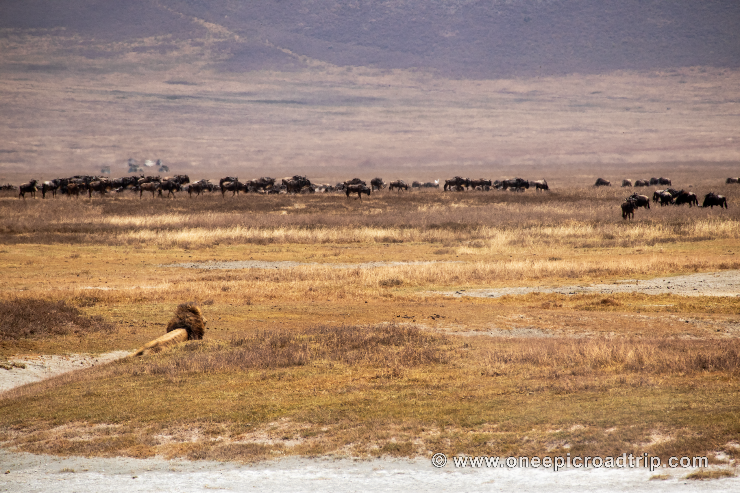 male lion on the hunt in Ngorongoro Crater - one epic road trip blog